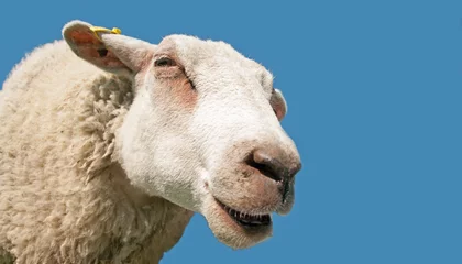 Photo sur Plexiglas Moutons Gros plan de la tête de mouton