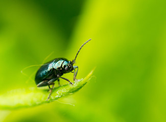 Sauerampferk&auml;fer auf Grashalm