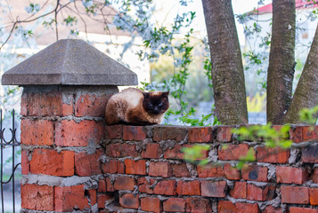 Cat sitting on a brick wall