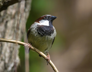 Close up of House Sparrow (Passer domesticus) on a twig.