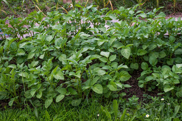 Orto, sviluppo coltivare, agricoltura
