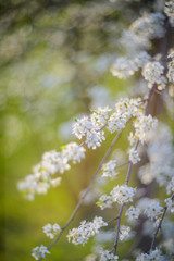 Spring blossom background - green leaves and white flowers.