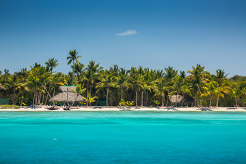 Palm trees on the tropical beach, Dominican Republic - obrazy, fototapety, plakaty