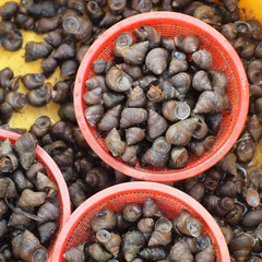 background of periwinkles