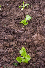 Insalata talea, sviluppo curare, agricoltura