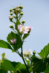 Rubus ulmifolius – Plant flowered blackberry