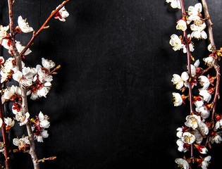 Branch of blossoming almond flower on a black background