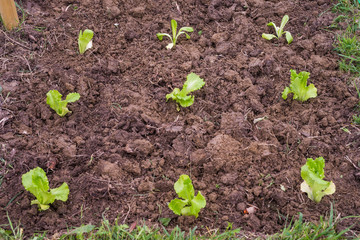 Insalata talea, sviluppo curare, agricoltura