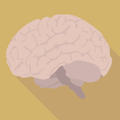 the image of the human brain. flat design
