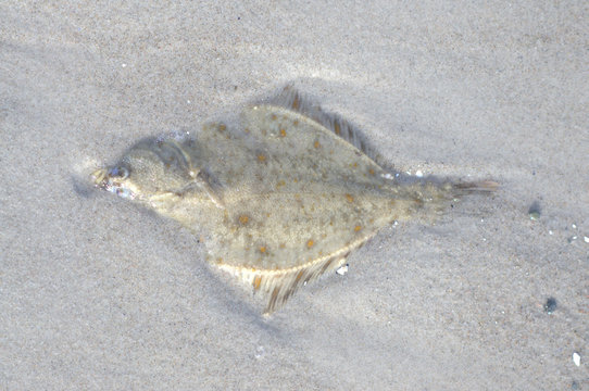 Eine Scholle oder Plattfisch nach dem Fang durch eine M&ouml;we.