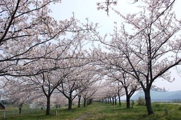 桜並木がある散歩道/どこまでも続く桜並木のトンネルです