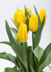 Flower bouquet from yellow tulips