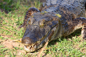 Grown up caiman in Mato Grosso in the Brazilian Pantanal
