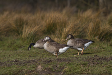 Kanadagans-Hybriden (Branta canadensis)