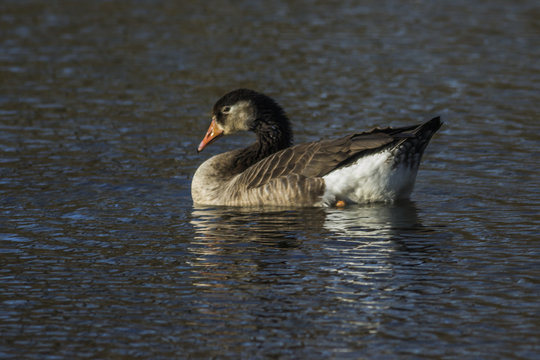 Kanadagans-Hybriden (Branta canadensis)