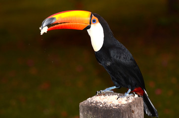 Breakfast with Toucan
