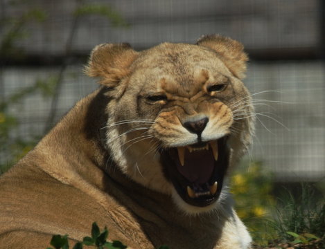 lionne