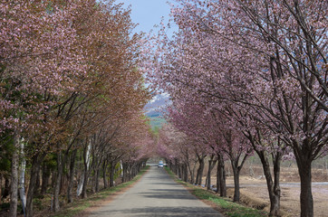 岩木山山麓の桜並木