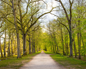Naklejka premium allee sous bois