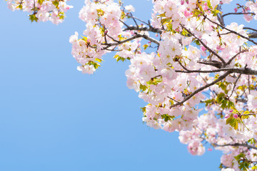 御車返し（ミクルマガエシ）