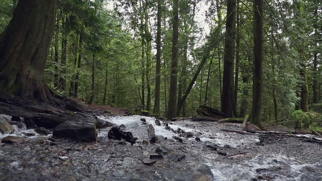 Pacific Northwest Rainforest Rushing Stream dolly shot