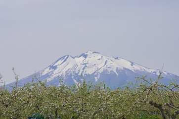 りんごの木と岩木山