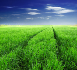 Summer landscape with sky and green herb
