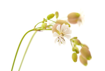 Naklejka premium Silene vulgaris lub bladder campion