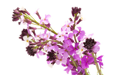Erysimum albescens
