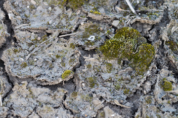 Cracked Mud with Moss