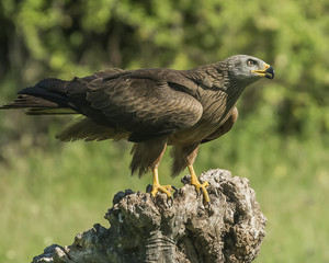 Black kite