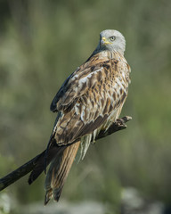 Red kite
