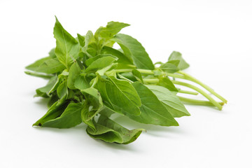 Hoary basil or lemon basil