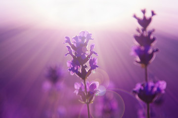 Obraz na płótnie Canvas blurred summer background of wild grass and lavender flowers