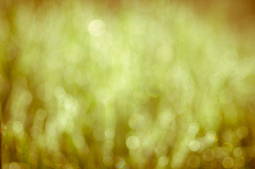 Obraz premium nature bokeh background