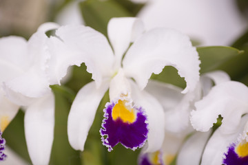 Obraz premium カトレアの花