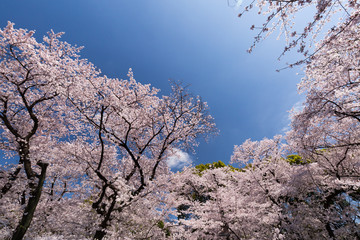 桜が満開の上野公園