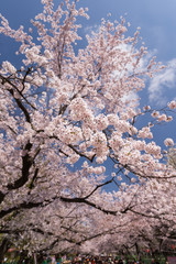 桜が満開の上野公園