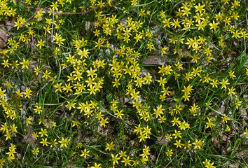 Flowers small goose onion in a forest glade.
