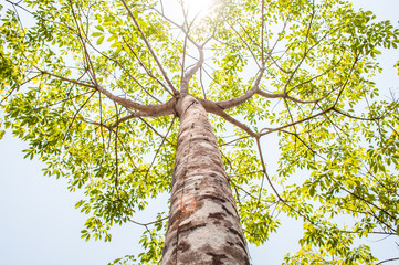 Fototapeta premium Under trees rubber plantation with blue sky background.