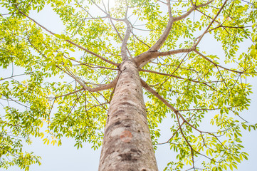 Fototapeta premium Under trees rubber plantation with blue sky background.