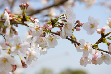 桜