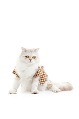 Fototapeta na wymiar White dressing cat isolated on white background