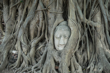 Buddha's head in tree roots at Wat Mahathat Thailand