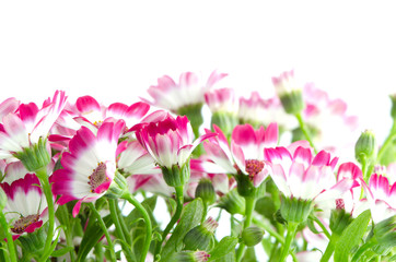 Beautiful pink flowers and green grass