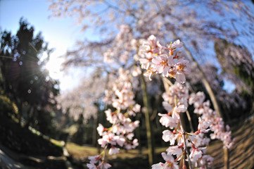 桜