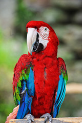 アカコンゴウインコ