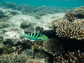 Naklejka na ściany i meble School of Green Chromis over Acropora coral head, Fiji