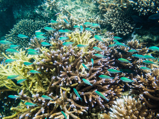 School of Green Chromis over Acropora coral head, Fiji