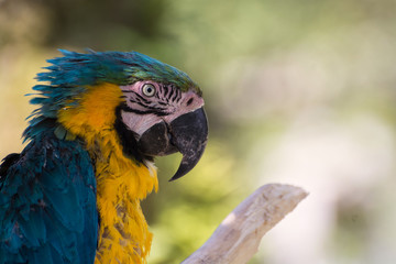 ルリコンゴウインコ